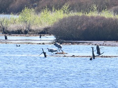 DSC_6942a