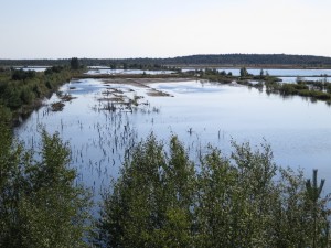 Wiedervernässung