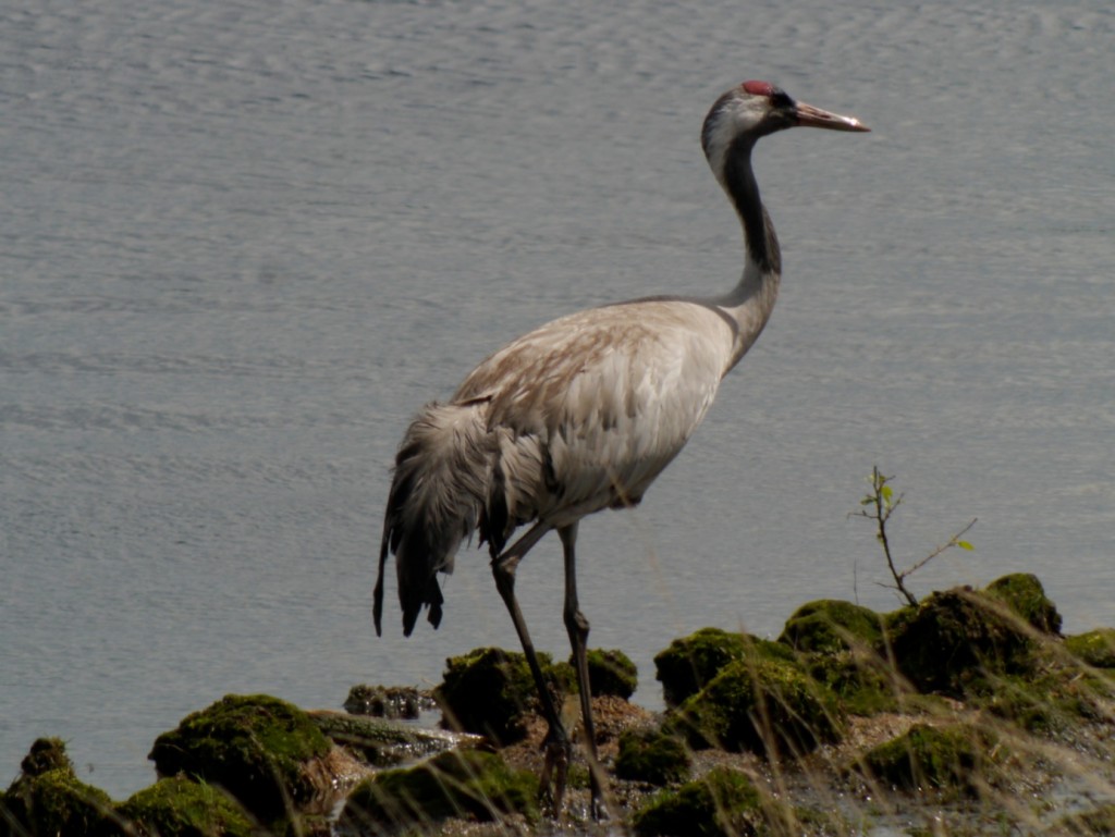 Grauer Kranich