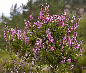 Besenheide