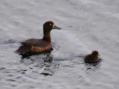 DSC_1852a_Bildgroesse-aendern