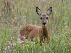 DSC_9998_Bildgroesse-aendern