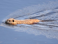 DSC_3510a