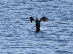 DSC_8381a
