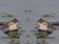 Froschdoppel