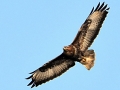 Bussard04