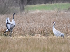 DSC_0297a