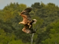 Seeadler