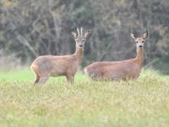 DSC_1968b